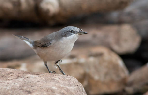 istock Lesser whitethroat sitting on branch 1179137353