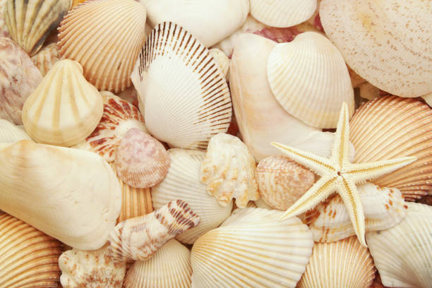 istock Colorful seashells and starfish background 1179137523