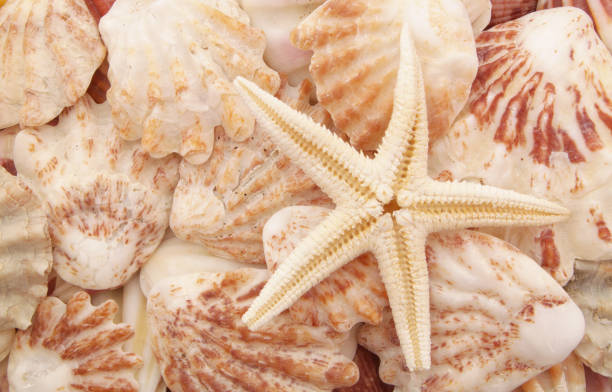 istock Colorful seashells and starfish background 1179137570