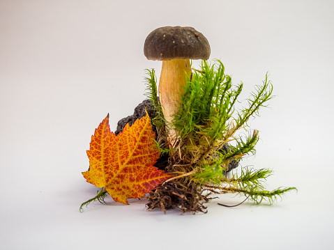 Autumn template with mushroom isolated
