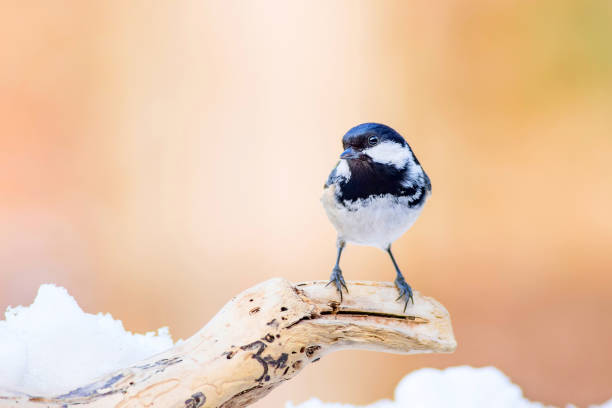 istock Cute little bird Coal tit. Nature background. Bird: Coal Tit. Periparus ater. 1179138668