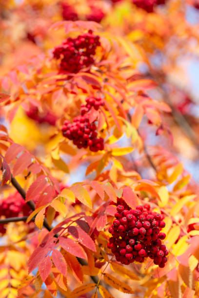 istock Rowan in autumn on branch 1179138675