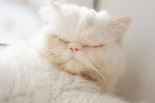 White Persian cat is resting on the window by sunny day.  Portrait.  Indoors.  High key.  Horizontal format.  Color.  Photo.