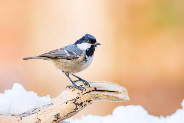 istock Cute little bird Coal tit. Nature background. Bird: Coal Tit. Periparus ater. 1179138735