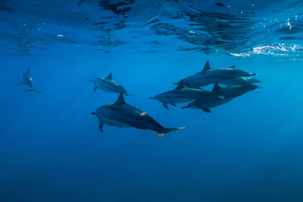 istock Spinner dolphins underwater in Indian ocean at Mauritius island 1179138796