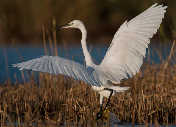 istock Little Egret hunting in the water 1179138802