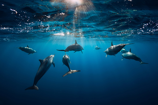 Delfines Spinner bajo el agua en el océano azul photo