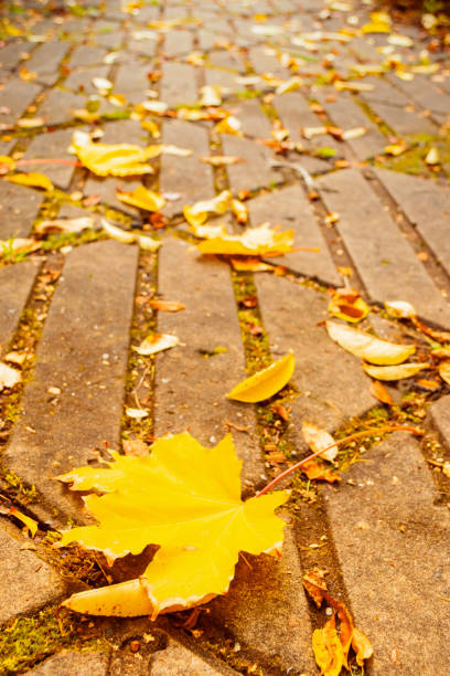 istock Autumn landscape. Yellow fallen maple leaf close-up on track in a park. Vertical frame 1179138825