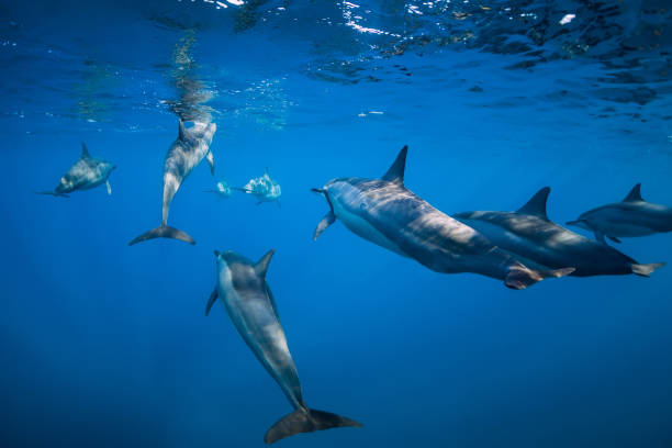 istock Spinner dolphins underwater in Indian ocean at Mauritius island 1179138835
