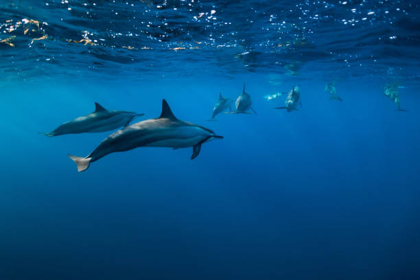 istock Spinner dolphins underwater in Indian ocean, Mauritius 1179139510