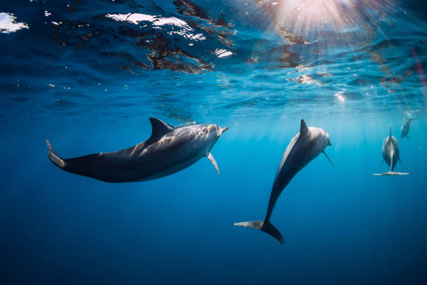 istock Spinner dolphins underwater in blue ocean with morning light 1179139516