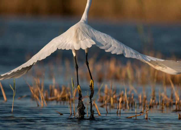 istock Little Egret hunting in the water 1179139769
