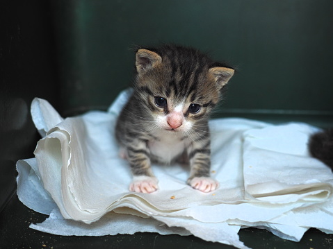 A very young, grey tabby kitten sitting on a white piece of material. A rescued kitten.