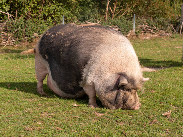 istock pot-bellied pig freewheeling in the meadow. 1179141233