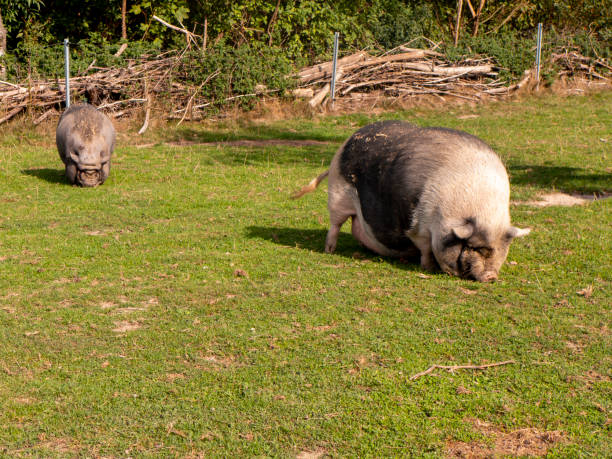 istock pot-bellied pig freewheeling in the meadow. 1179141246