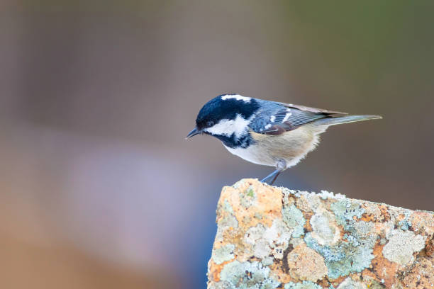 süße kleine vogel kohle mit. natur-hintergrund. vogel: kohlenmeisen. periparus ater - stone bird animal autumn stock-fotos und bilder