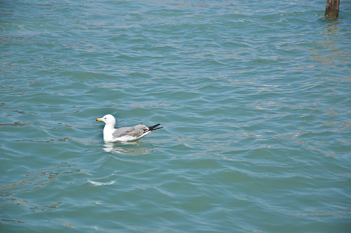 A seagull is resting and flowing with the water of the sea in a bay at Murano