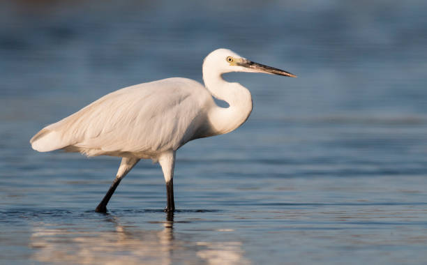 istock Little Egret hunting in the water 1179148510