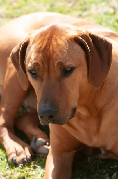 Photo of Brown Rhodesian Ridgeback dog, sitting down, facing camera, with wrinkled brow