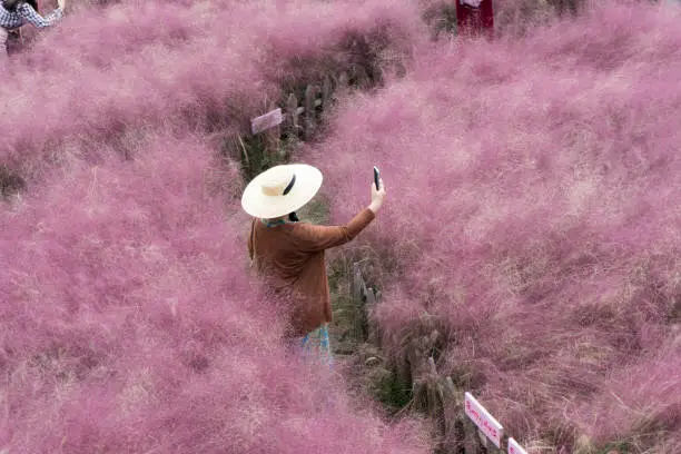 beautiful pink Hairawn muhly landscape, Republic of Korea