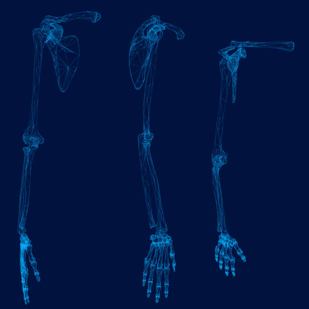 Set with the skeleton of a human hand made of blue lines on a dark background. Front, side and isometric view. 3D. Vector illustration. Set with the skeleton of a human hand made of blue lines on a dark background. Front, side and isometric view. 3D. Vector illustration. human arm stock illustrations