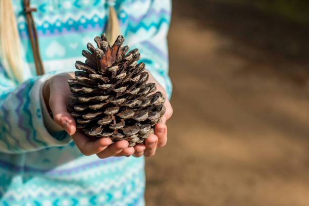 istock Girl holding a big pine cone in her hand 1179151800