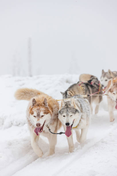 istock sledge dogging, Sedivacek's long, Czech Republic 1179156169