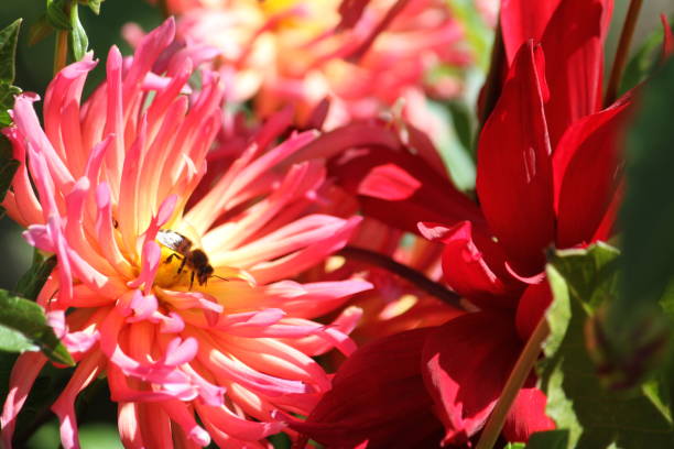 Bee gathering pollen stock photo