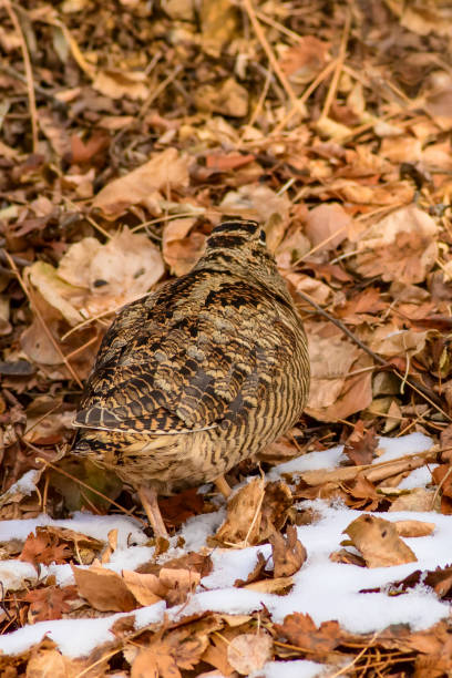 Camouflage bird woodcock. Brown dry leaves and white snow background. Bird: Eurasian Woodcock. Scolopax rusticola. Eurasian Woodcock. Scolopax rusticola. eurasian woodcock scolopax rusticola stock pictures, royalty-free photos & images