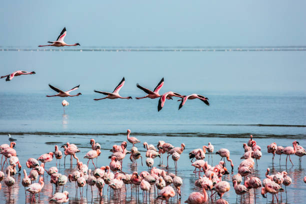 istock Beautiful birds fly over the water 1179158636