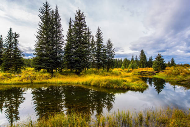 istock Shallow lakes and swamps 1179158659