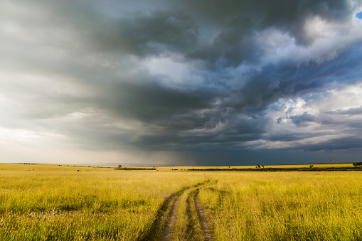 Journey to Africa. Storm clouds over a grassy savannah. The famous Masai Mara Reserve in Kenya.  The concept of ecological, exotic, extreme and photo tourism