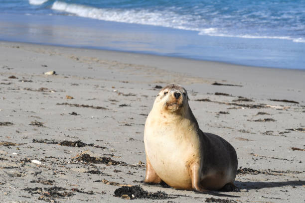 istock Australian Sea Lion 1179159332