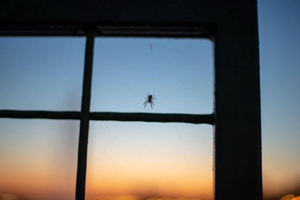 istock A small spider spinning his web on a small window on a sky background during golden hour 1179159346