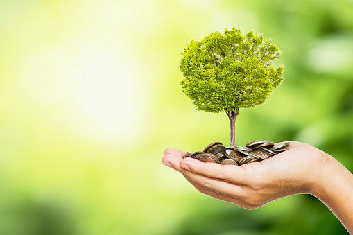 Man hand holding coins and tree look like as planting on  greenery background and sunlight for planting.Growth saving and investment concept.