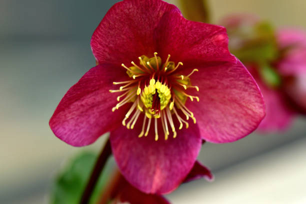 Helleborus niger, also called Christmas rose, Winter rose or Black hellebore, is an evergreen, perennial flowering plant in the buttercup family (Ranunculaceae). Christmas rose plant is toxic. The flowers of five petals come in various colors, including white, red, pink, purple, green, yellow and apricot, and appear during winter, often at Christmas, in mild climates and in late spring in colder areas.