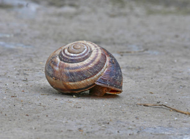 istock snail house on a rock 1179160930