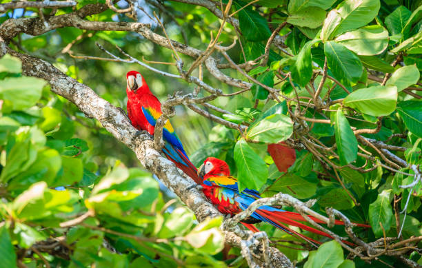Scarlet macaws in Costa Rican forest