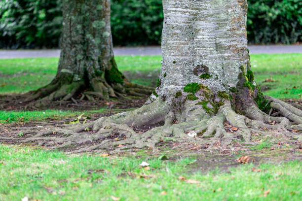 istock large tree with roots covering the ground, a large tree in the park 1179161682