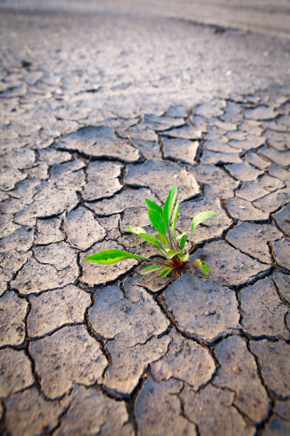 istock Plant growing in the dry land 1179163105