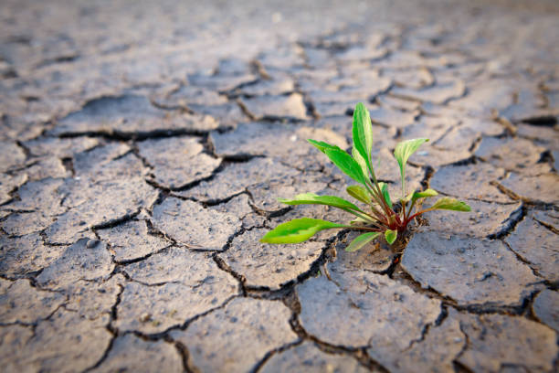 istock Plant growing in the dry land 1179163115
