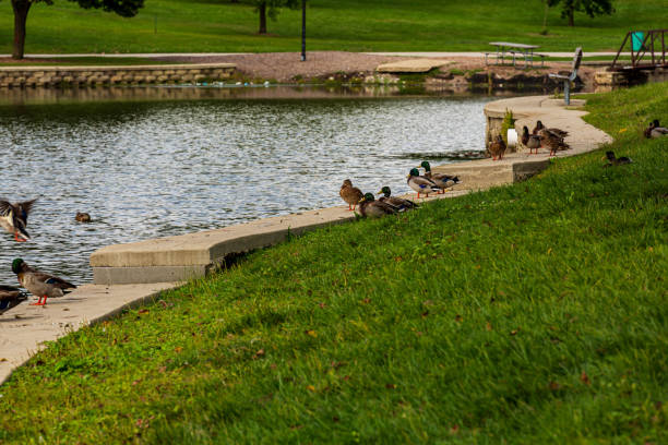 istock ducks in the grass, the water and in between 1179163981