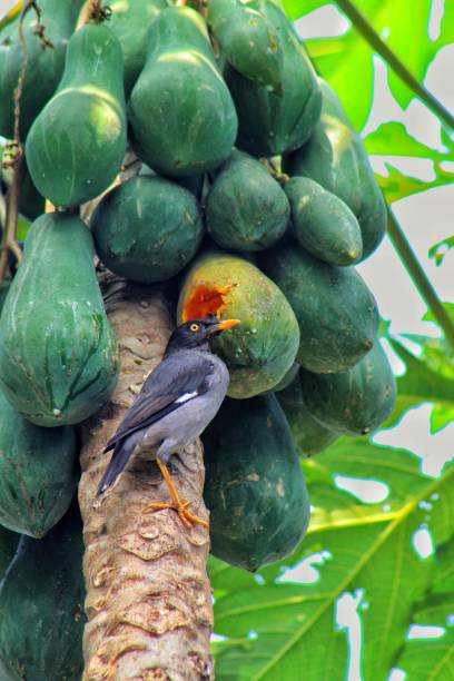 Jangle myna eating Papaya in the tree