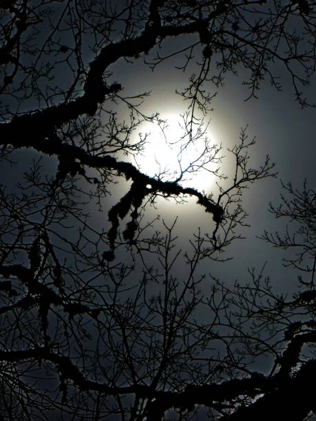 istock mistery of the forest 1179164187