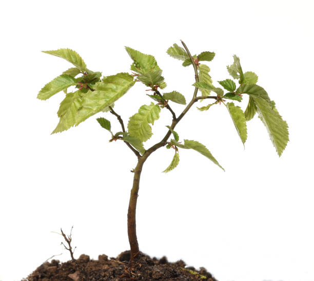 istock hornbeam, Carpinus, betulus, tree, young plant 1179165776