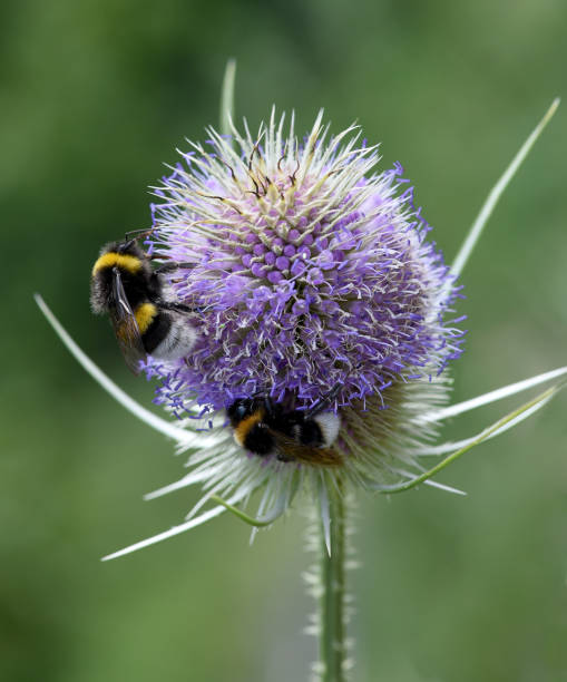 istock Cardiac thistle, Cardde, Weber-card, bombus 1179166635