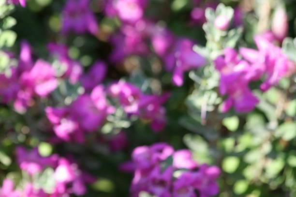 Blurred purple spots of flower heads among the defocused green leaves in sunlight