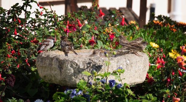 vogel bad in een bloementuin, met veel mussen. - bird water bath garden stockfoto's en -beelden
