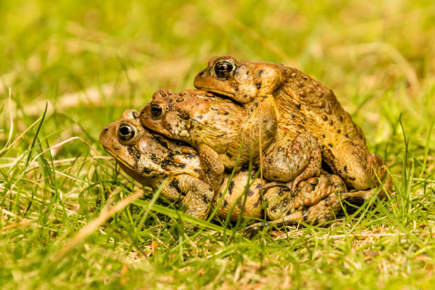 istock American toad (Anaxyrus americanus) Western Brooke Pond, Grose Morne National Park, Newfoundland, Canada 1179167995