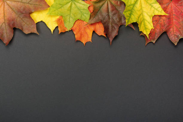 istock Colorful autumn maple leaves on black 1179169519